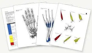 Anatomy-Themed Cling Stickers For Hand Therapy Tools 1